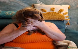 Miniature Dachshund dogs for sale: 3 Little Magical Miniature Dachshunds for Sale - Image 5