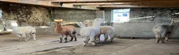 Alpaca livestock for sale: 6 Mixed aged Female Alpacas  in Darvel - Advert 3