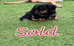 Miniature Dachshund dogs for sale: Miniature Dachshunds Vaccinated and Ready to leave in Harlow - Image 13