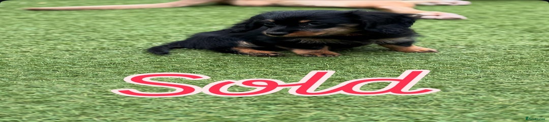 Miniature Dachshund Puppy 5