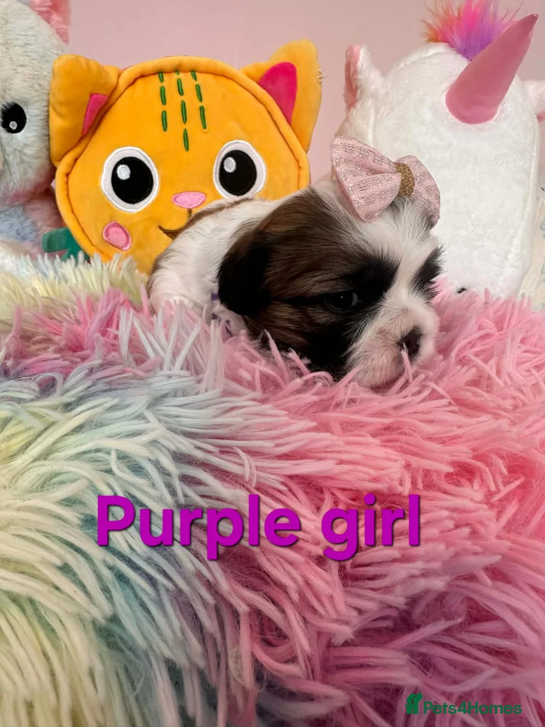 Shih Tzu dogs for sale: 🥰🐾 Adorable Shih Tzu Puppies 🐾🥰 - Advert 15