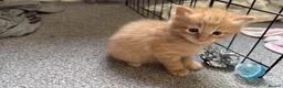 Mixed Breed cats for sale: Gorgeous kittens - Advert 3