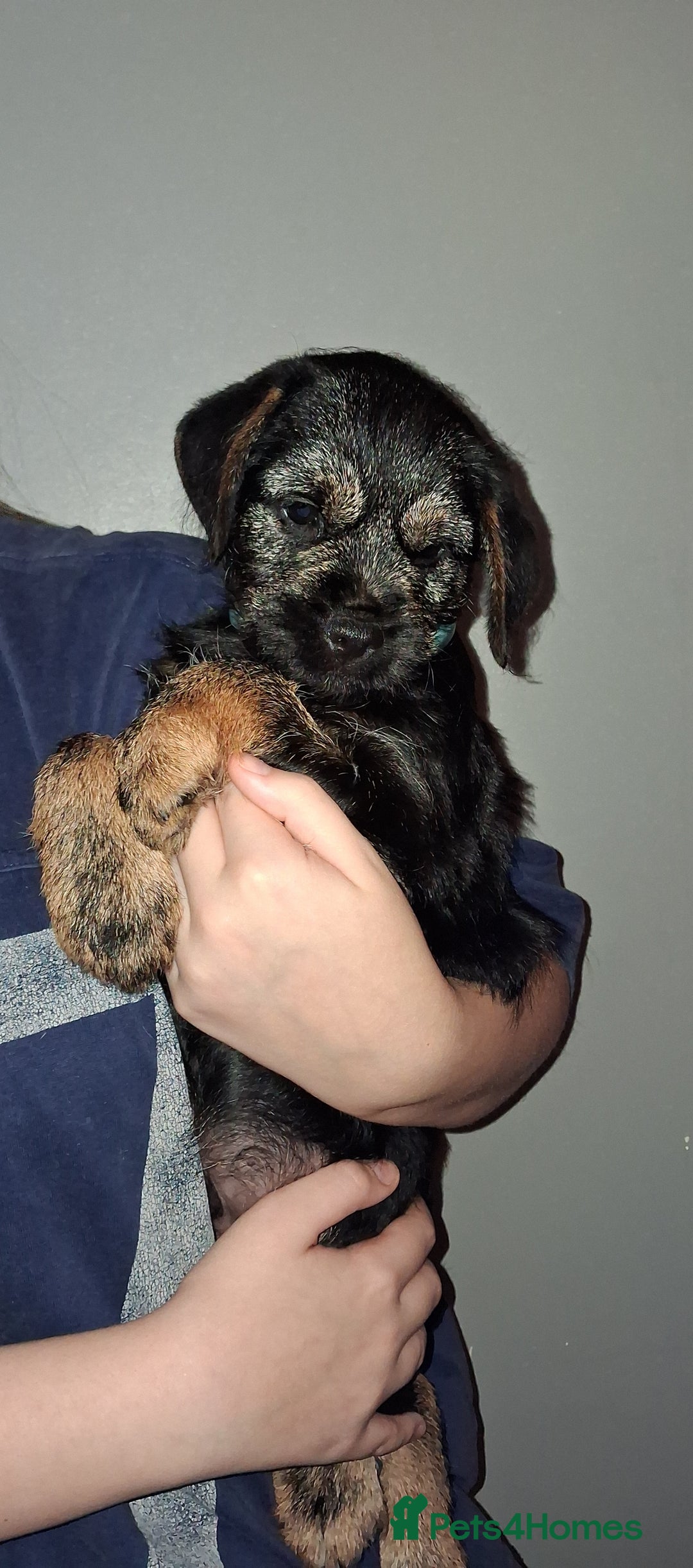 Border Terrier dogs for sale: Kc Reg Border Terrier Puppies  - Advert 9