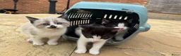 Mixed Breed cats for sale: Kittens ready for collection ASAP - Advert 5