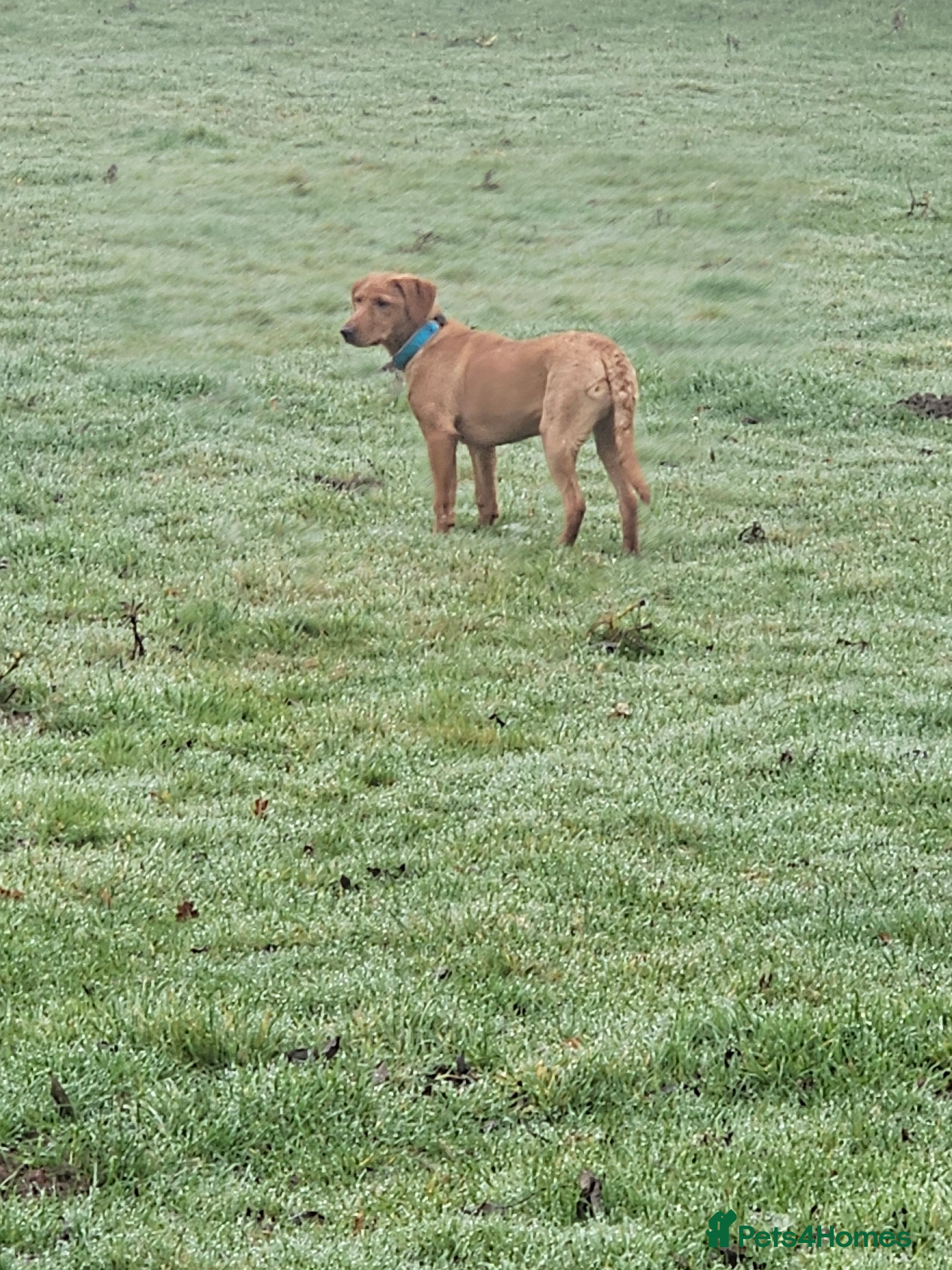Labrador Retriever dogs Fox red lab bitch 6 months old. - Advert 1