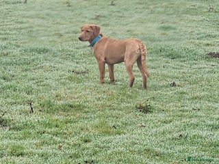 Labrador Retriever dogs Fox red lab bitch 6 months old. - Advert 1