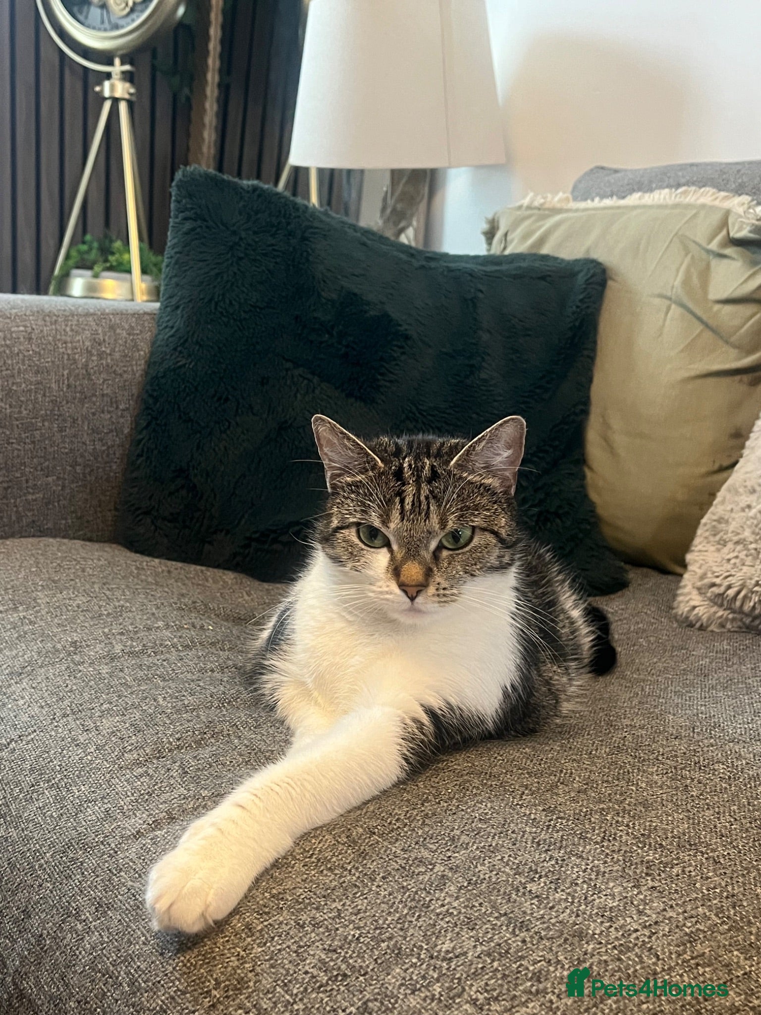 Domestic Shorthair cats Beautiful Cat needs forever home  - Advert 13