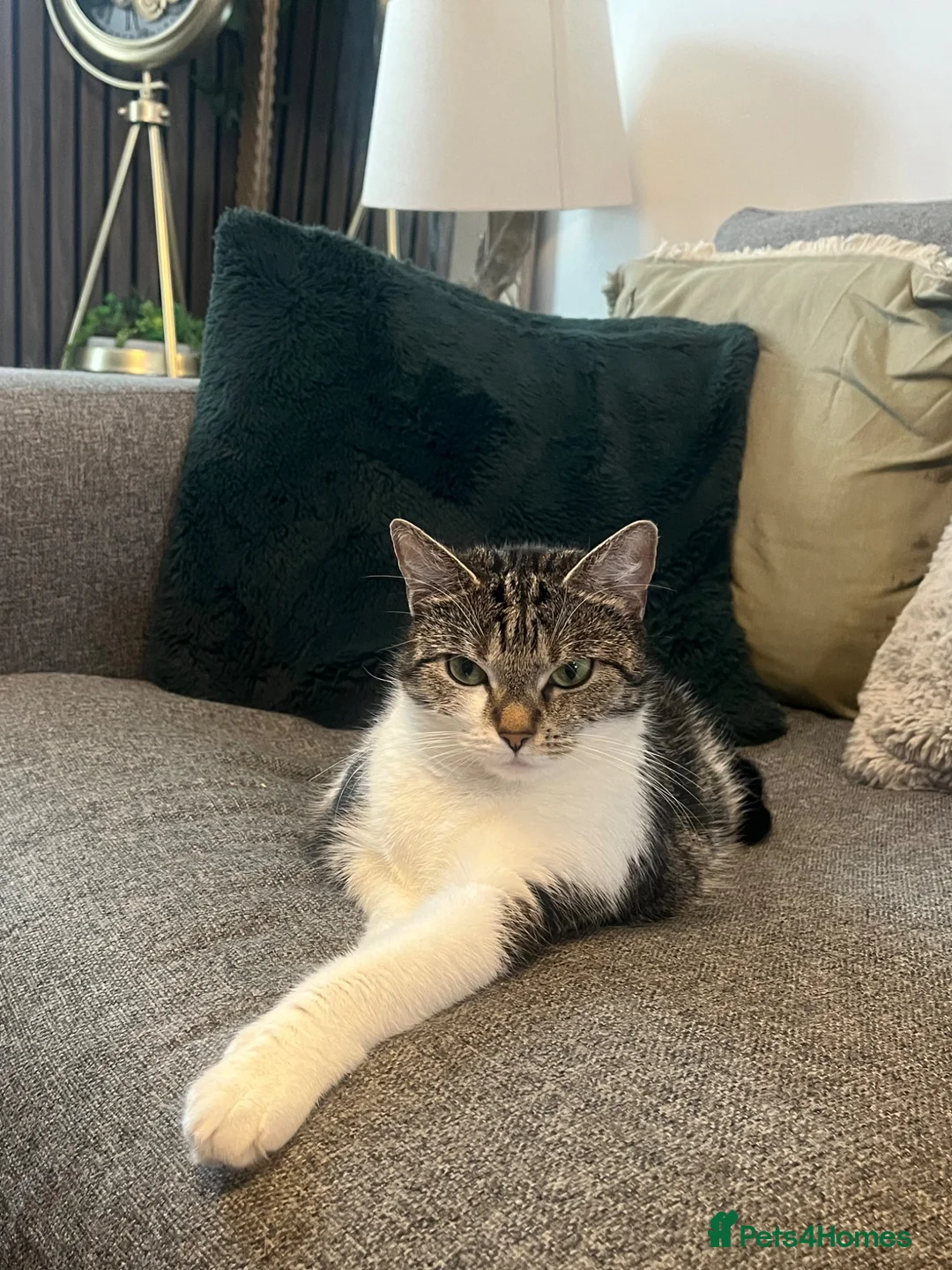Domestic Shorthair cats for sale: Beautiful Cat needs forever home  in Hull - Advert 1