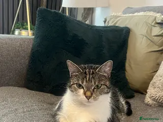 Domestic Shorthair cats Beautiful Cat needs forever home - Advert 1