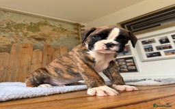 Boxer dogs for sale: STUNNING PEDIGREE BOXERS!x - Image 7