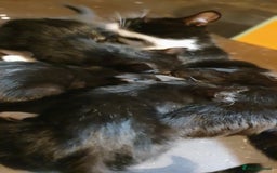 Mixed Breed cats for sale: 5 Kittens for sale 2 tuxedo and 3 black - Advert 6