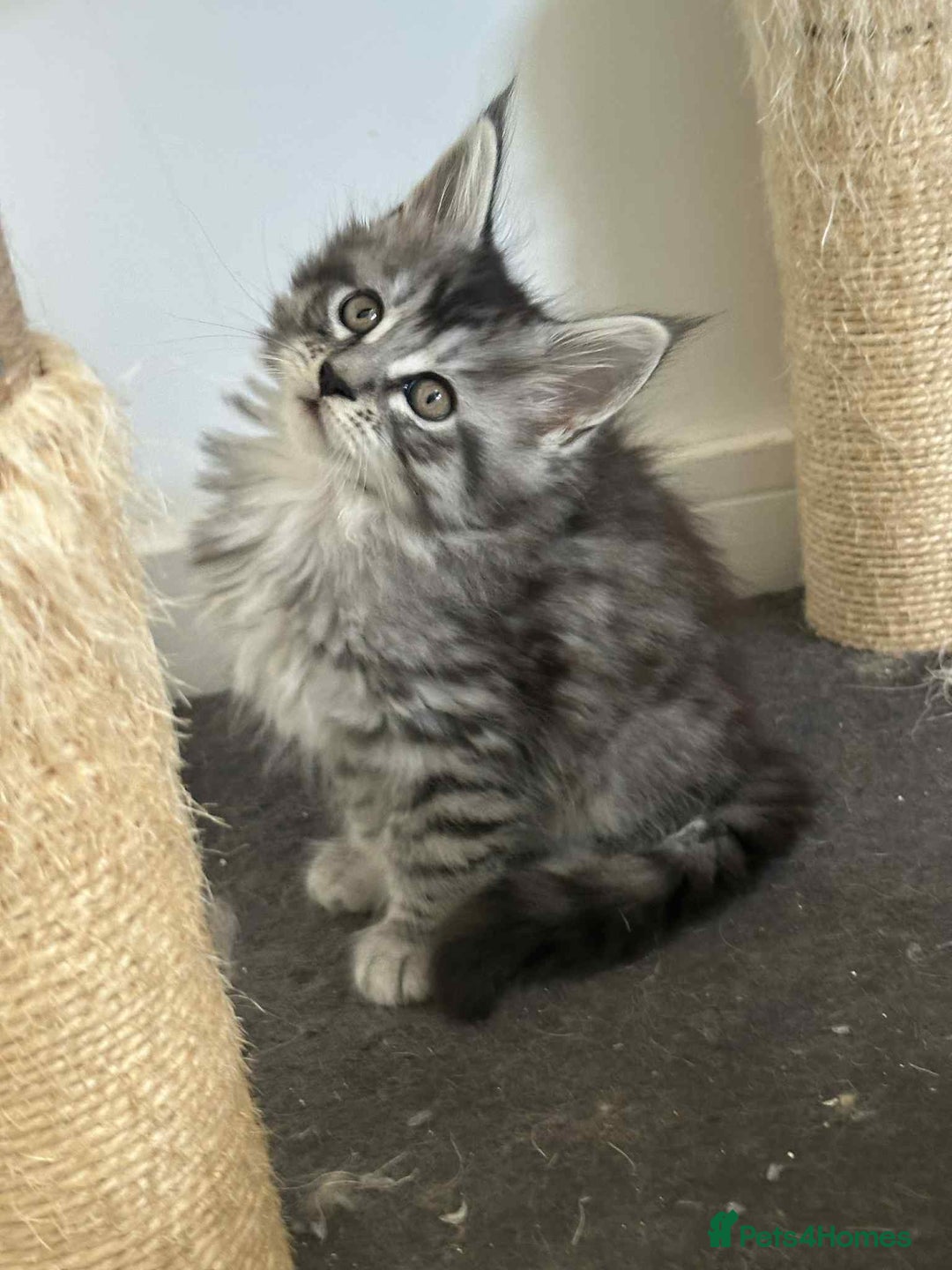 Maine Coon cats for sale: Stunning Mainecoon Kittens - Image 4