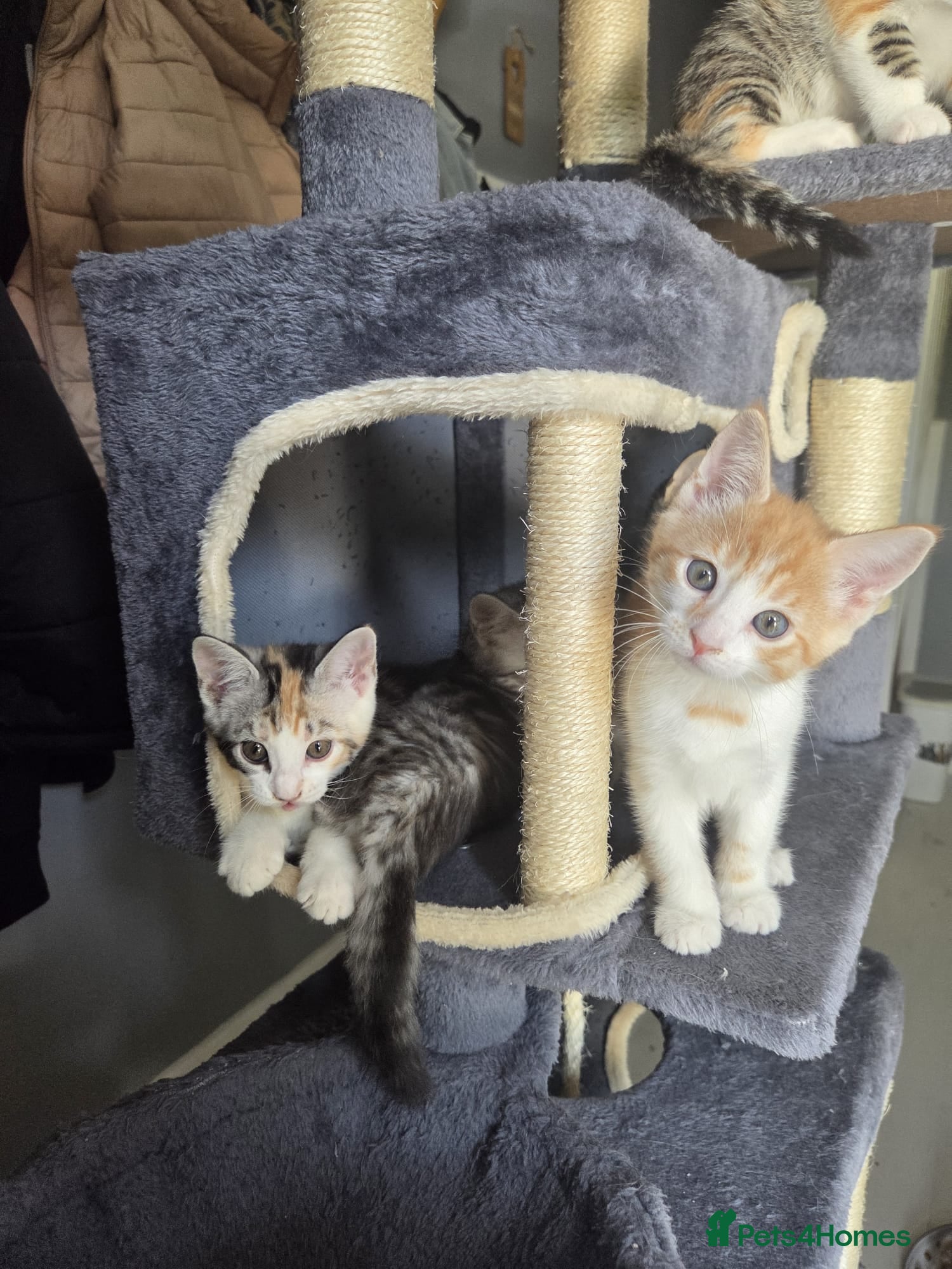 Mixed Breed cats Beautiful mixed breed kittens for sale - Advert 6