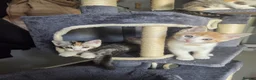Mixed Breed cats for sale: Beautiful mixed breed kittens for sale - Advert 29