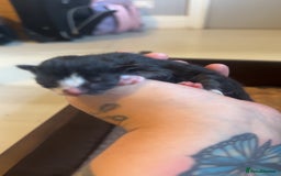 British Shorthair cats for sale: Kittens black/white  - Image 8