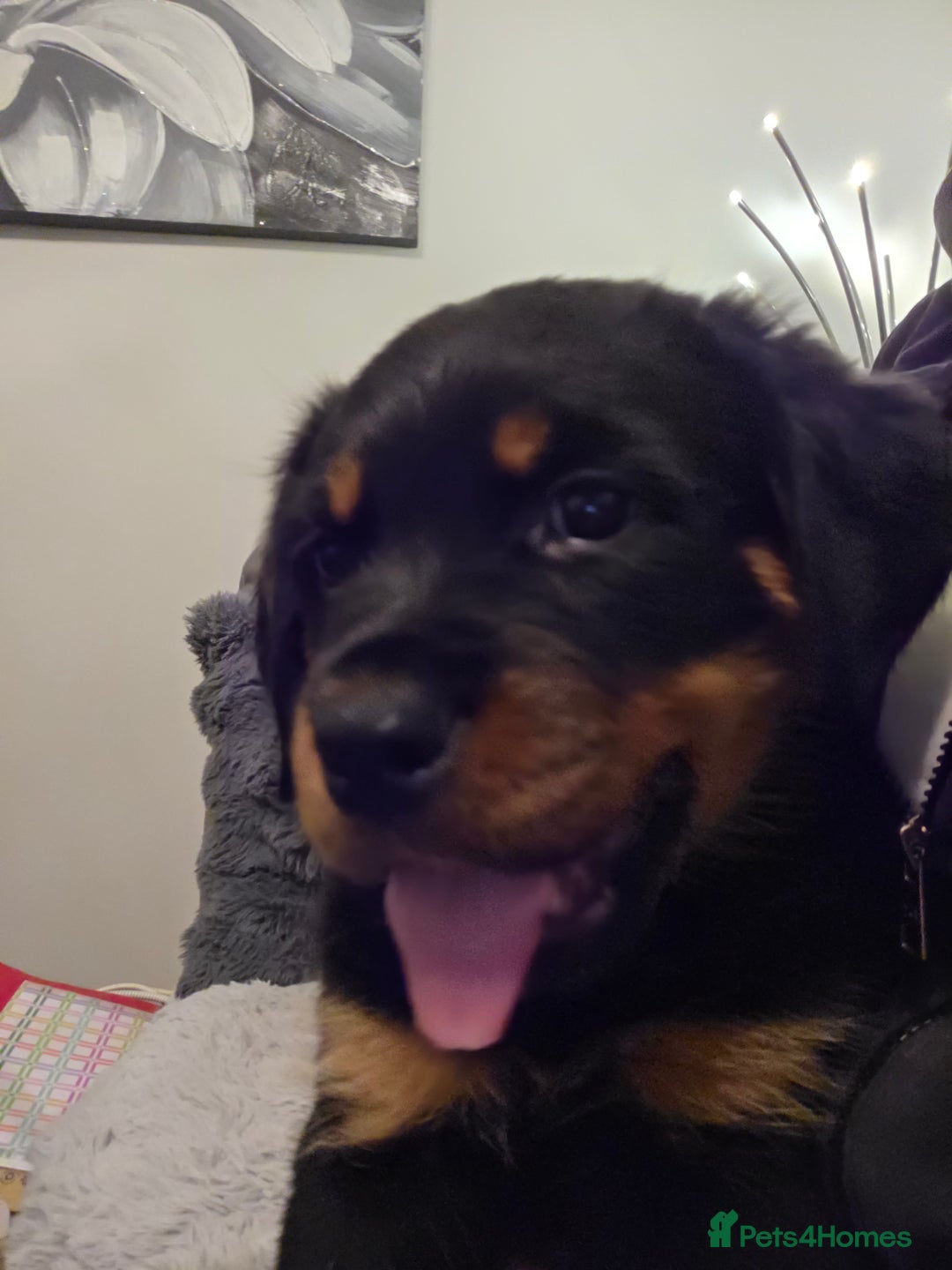 Rottweiler dogs for sale: ***Ready Now*** KC Registered Rottweiler Puppies - Advert 1