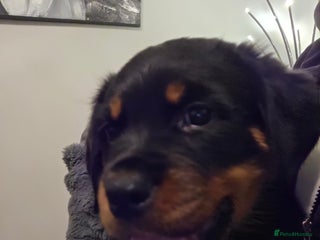Rottweiler dogs ***Ready Now KC Registered Rottweiler Puppies*** - Advert 6