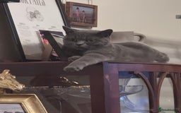 British Shorthair cats for sale: Beautiful British short hair  - Image 11