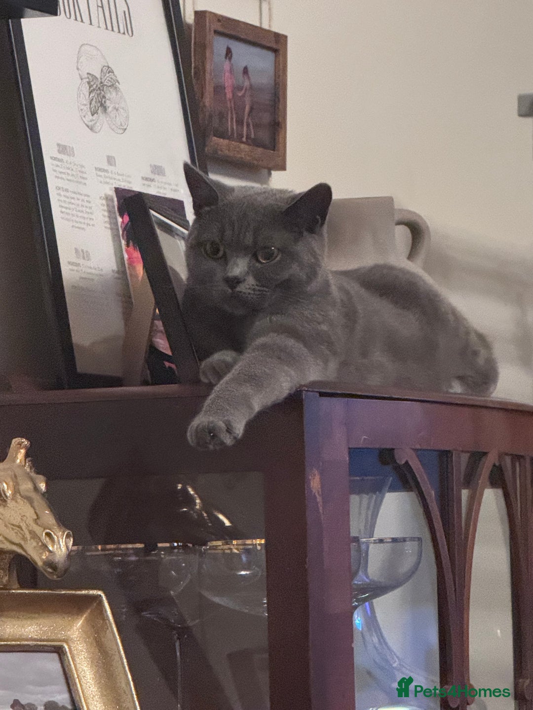 British Shorthair cats for sale: Beautiful British short hair  - Image 11