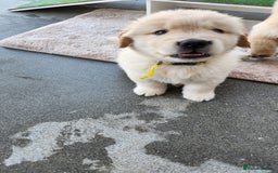 Golden Retriever dogs for sale: Golden retriever pups 5 girls and 4 boy available - Image 7