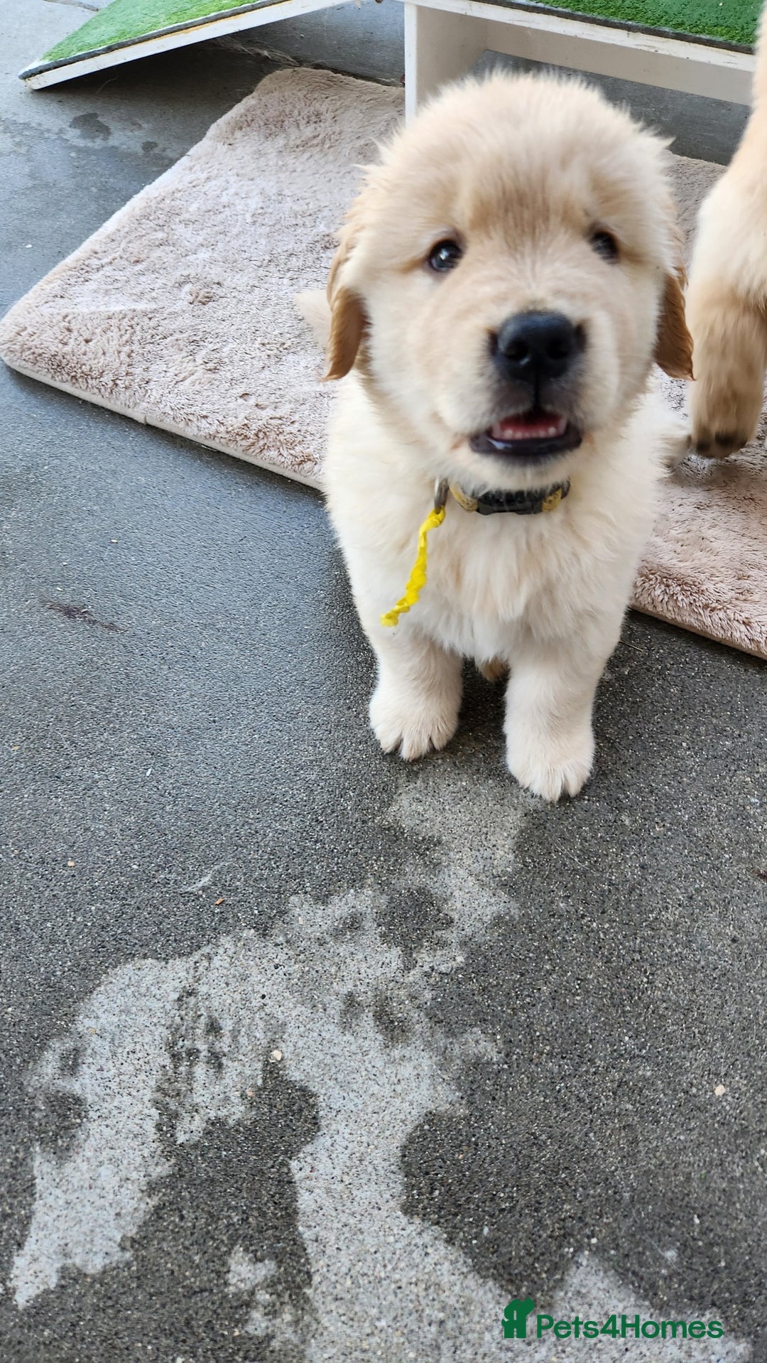 Golden Retriever dogs for sale: Golden retriever pups 5 girls and 4 boy available - Image 7