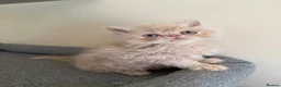 Persian cats for sale: GCCF registered cream Persians 💙 - Advert 20