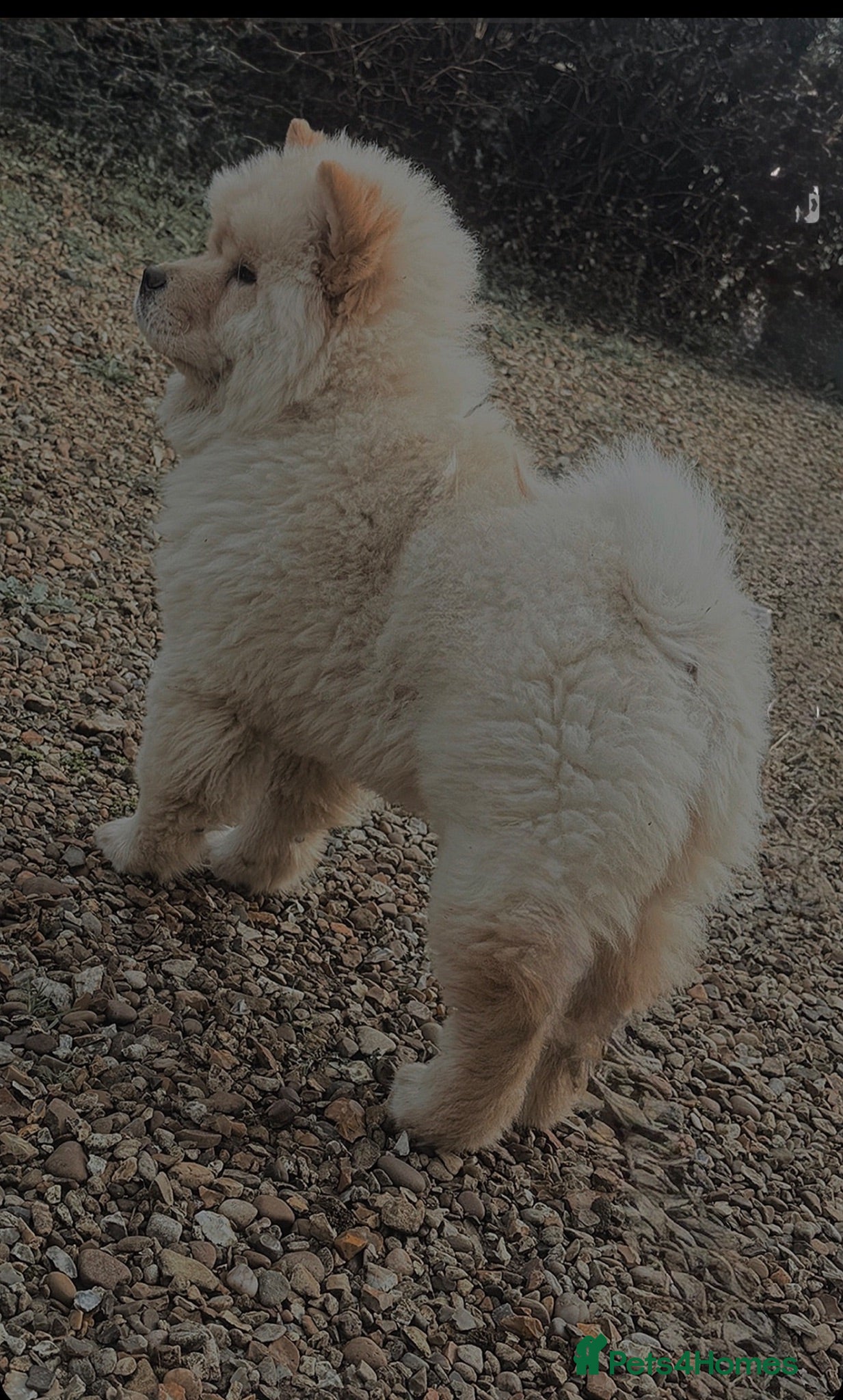 Chow Chow dogs KC chow chow  - Advert 1