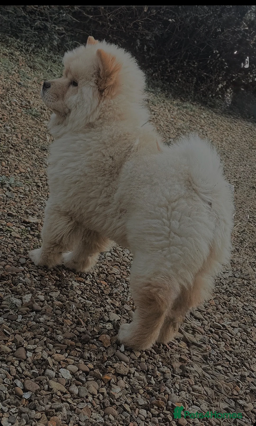 Chow Chow dogs for sale: KC chow chow  - Advert 1