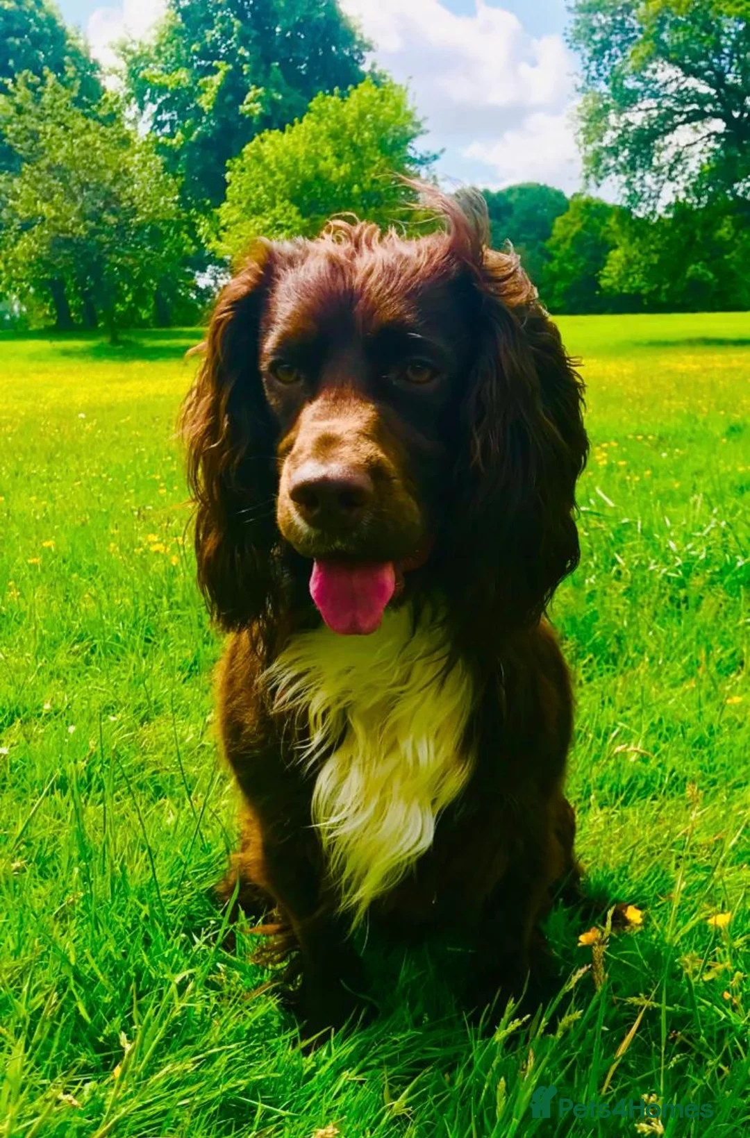 Cocker Spaniel dogs for stud: Health tested kc working cocker spaniel STUD in Walsall - Advert 6