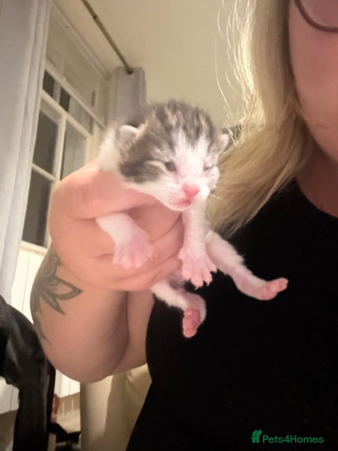 British Shorthair cats for sale: 5 male kittens available  - Image 7
