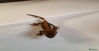 Gecko reptiles - Advert 6