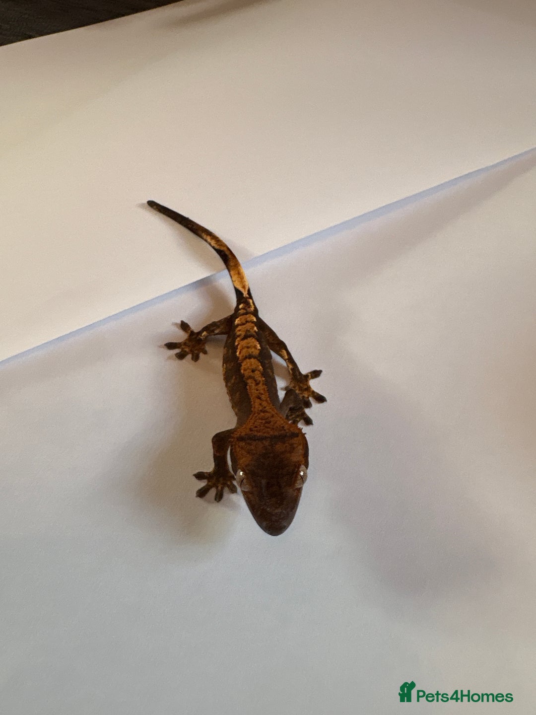 Gecko reptiles for sale: crested geckos  - Image 2