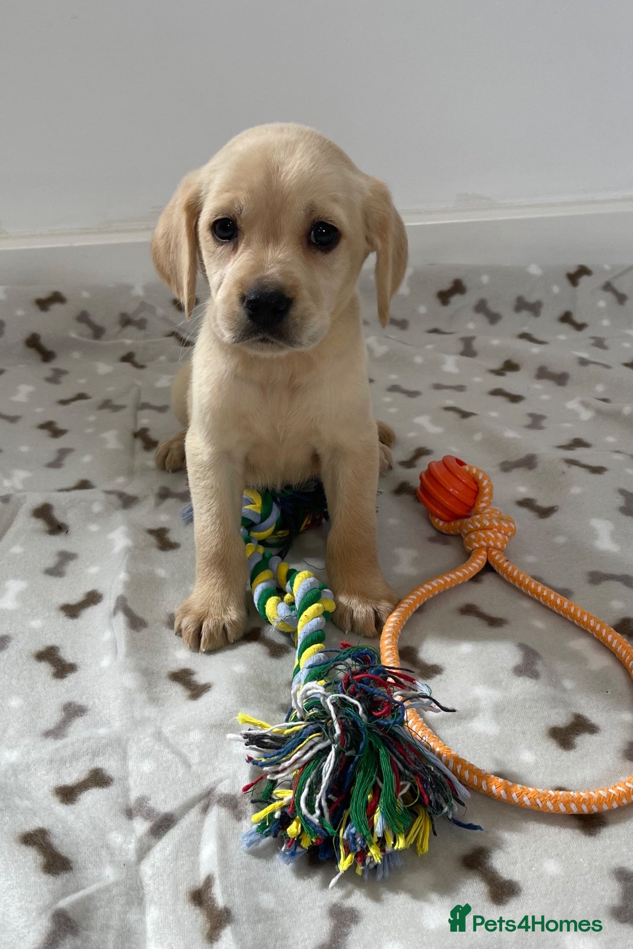 Cockerdor dogs Beautiful cockerdor pups NOW READY - Advert 2