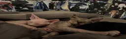 Sphynx cats for sale: Beautiful SphynxBoys Looking for the Perfect Home  - Advert 17