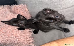 Ragdoll cats for sale: Ragdoll x Russian white kittens  - Image 7