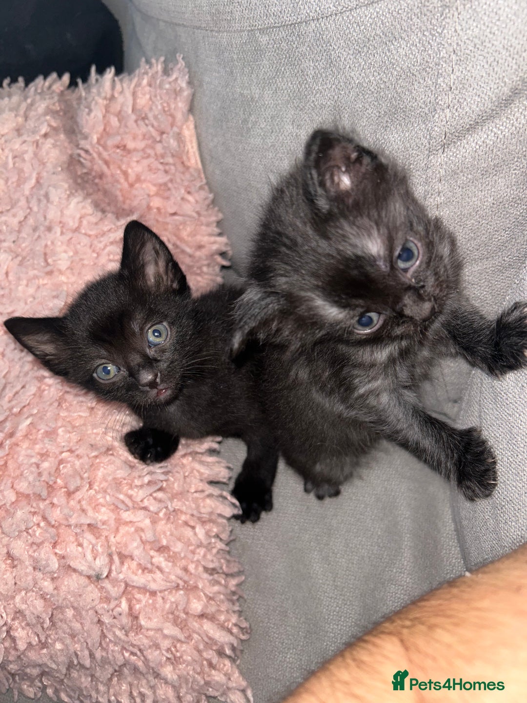 Ragdoll cats for sale: Ragdoll x Russian white kittens  - Image 7