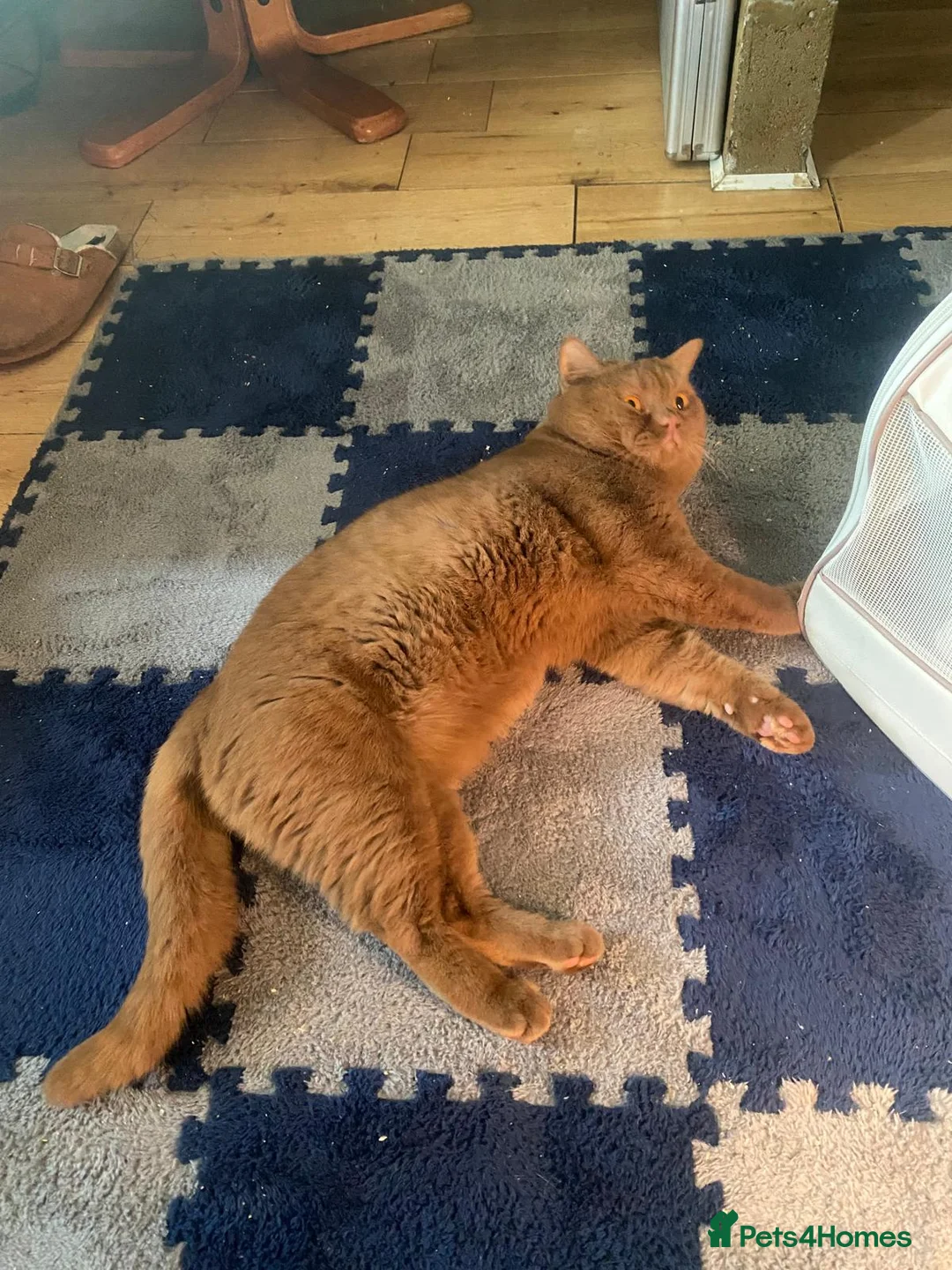 British Shorthair cats for sale: British Shorthair Kittens for Sale in Romford - Advert 6