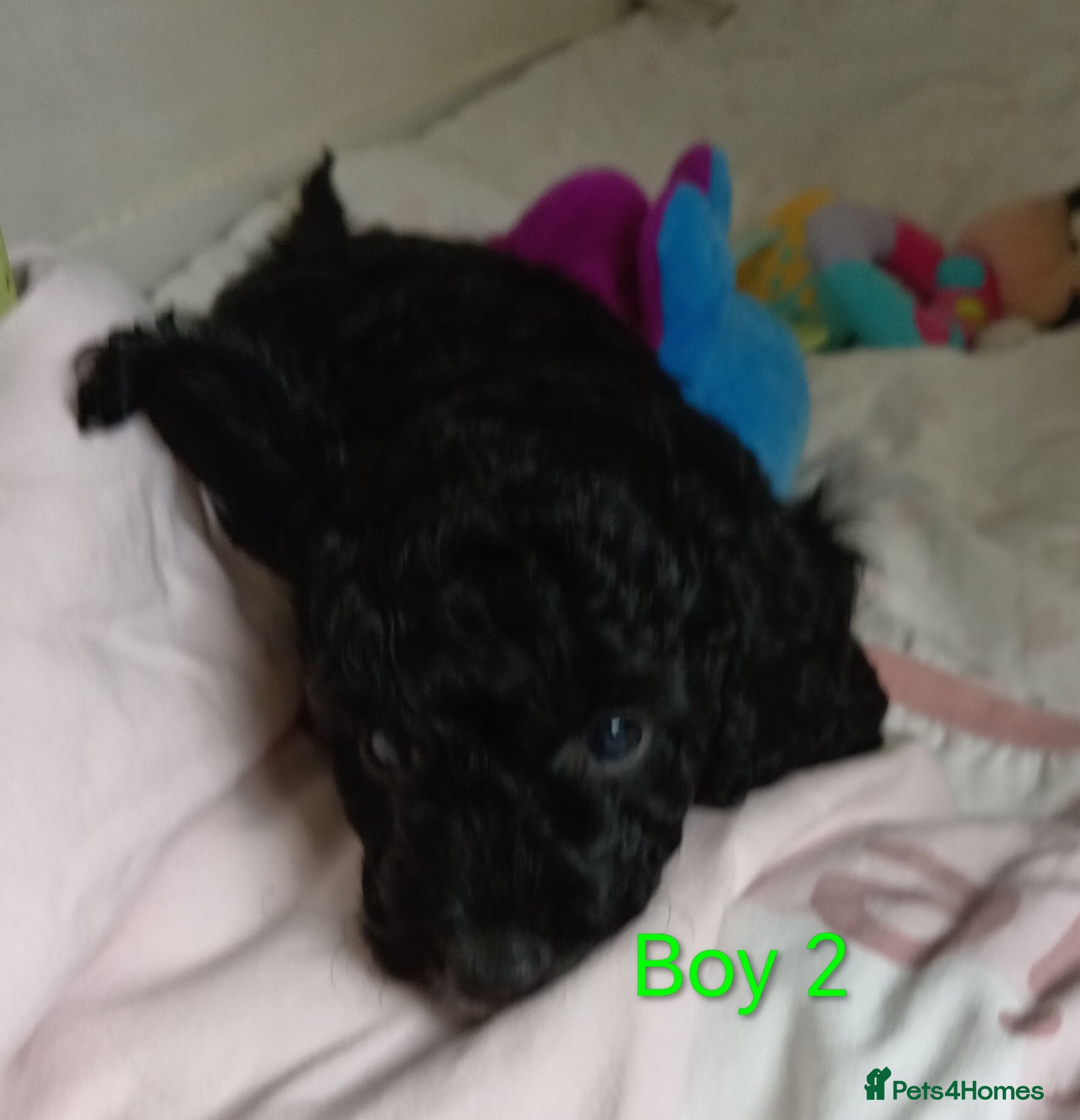 Cockapoo dogs Cockapoo puppies  - Advert 2