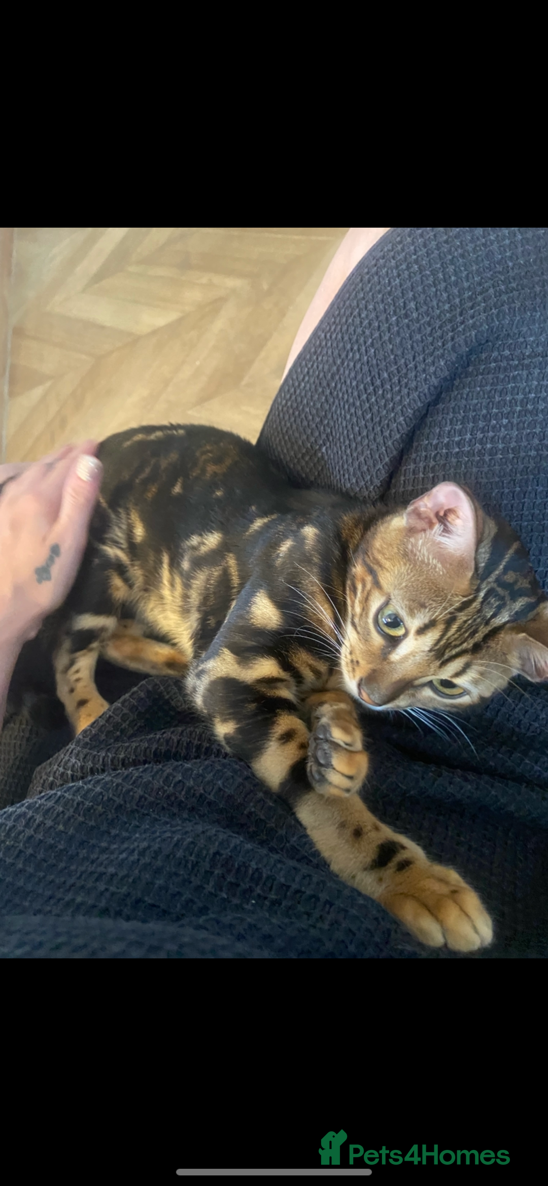 Bengal cats for sale: Beautiful playful Bengal girl - Advert 2