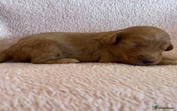 Cockapoo dogs for sale:  Teddy Bear type Cockapoos. - Image 4