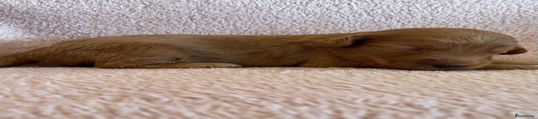 Cockapoo Puppy 7