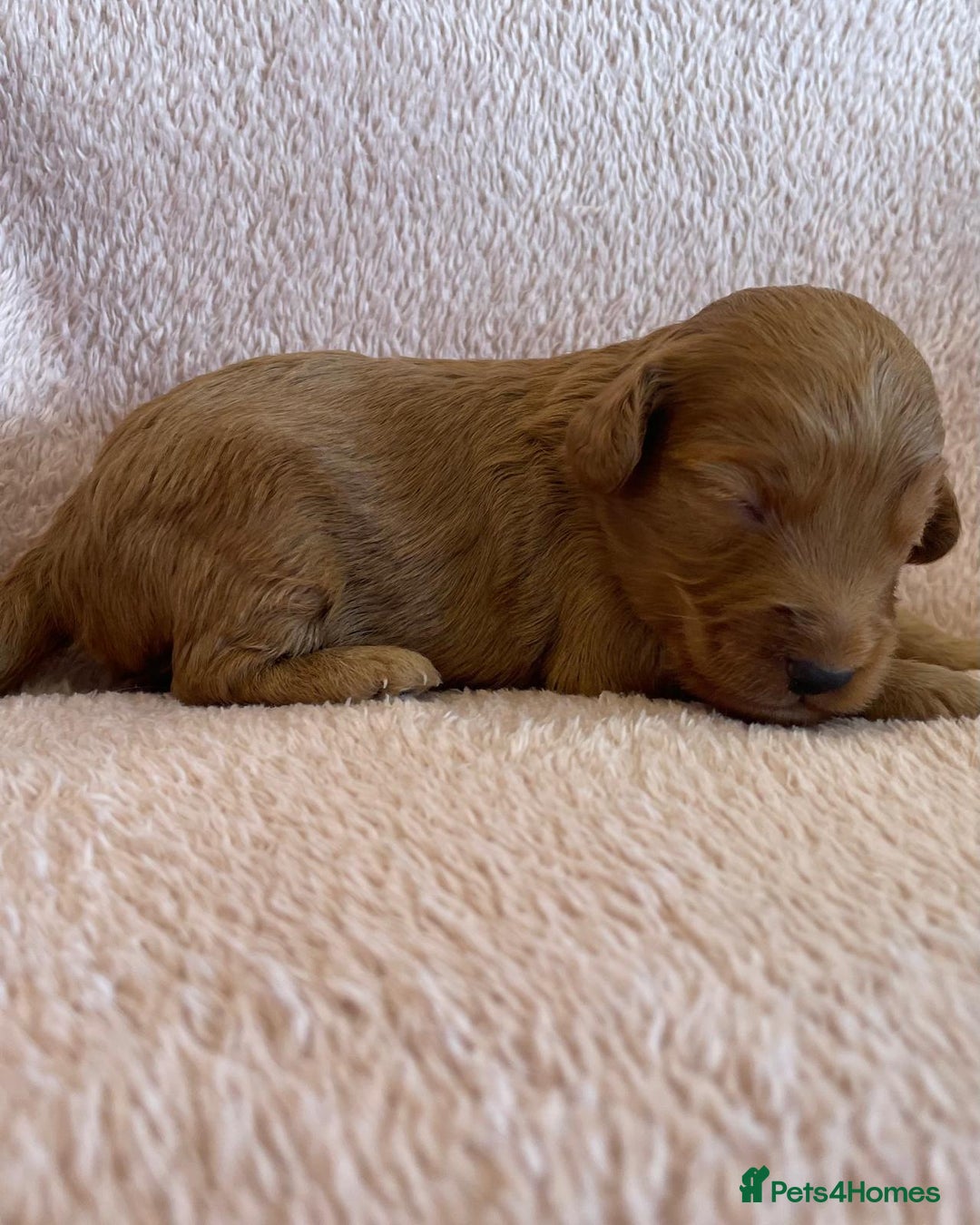 Cockapoo dogs for sale:  Teddy Bear type Cockapoos. - Image 4