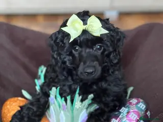 Miniature Poodle dogs Beutiful mini poodle girl - Advert 1