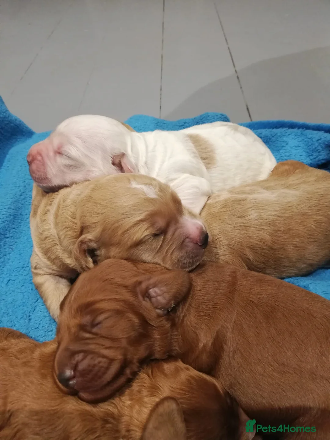 Miniature Poodle dogs for stud: Our Very handsome, charming Red Miniature Poodle  in Warrington - Advert 10