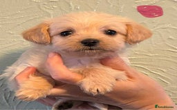 Chipoo dogs for sale: Chihuahua cross poodle puppies  - Image 2