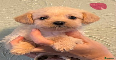 Chipoo dogs - Advert 7