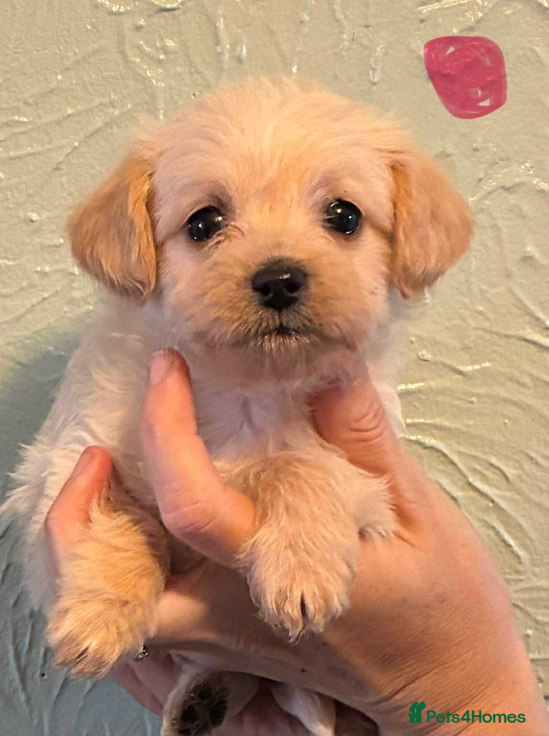 Chipoo dogs for sale: Chihuahua cross poodle puppies  - Image 2
