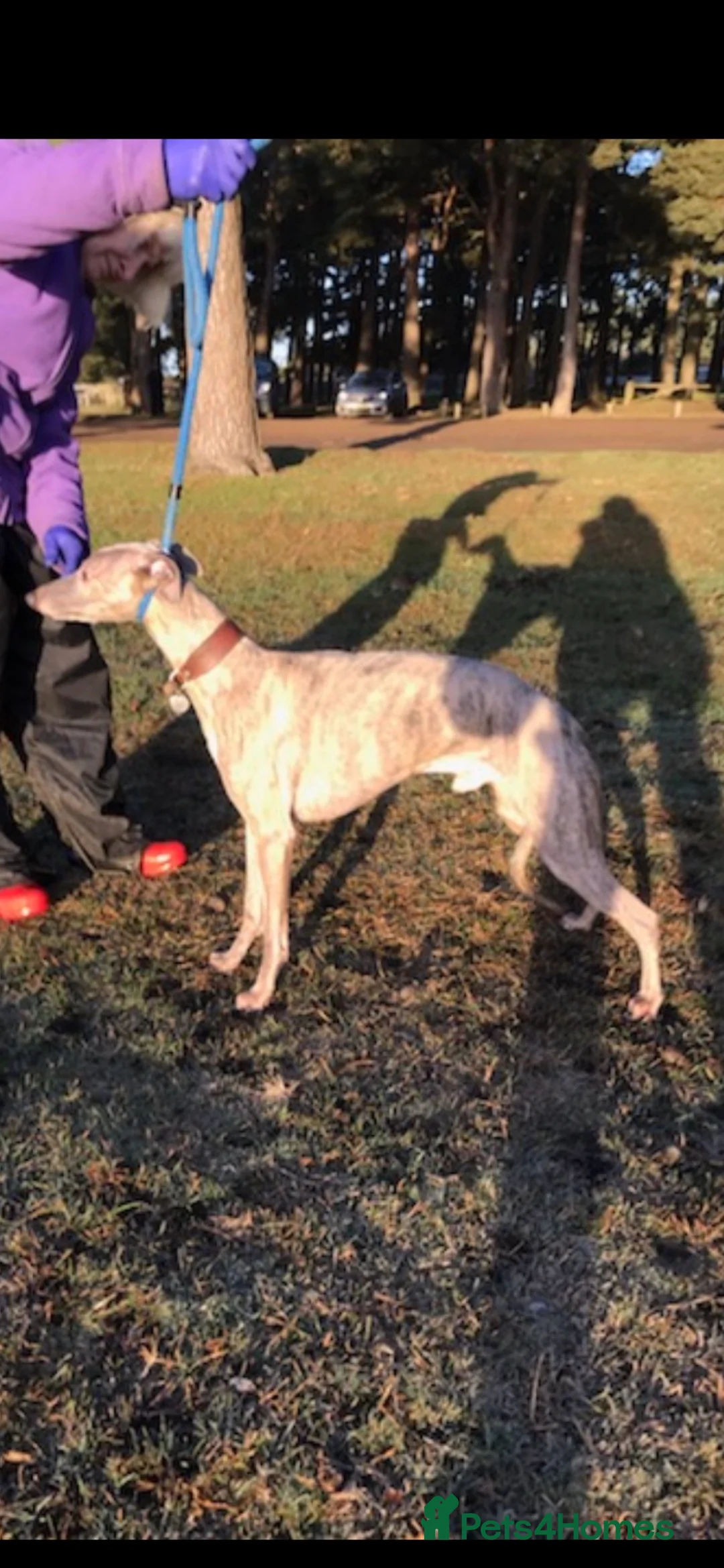 Whippet dogs for sale: STUNNING KC REGISTERED PUPS - Advert 7