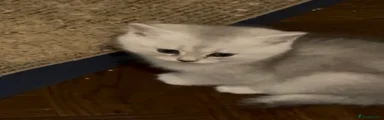 British Shorthair 3