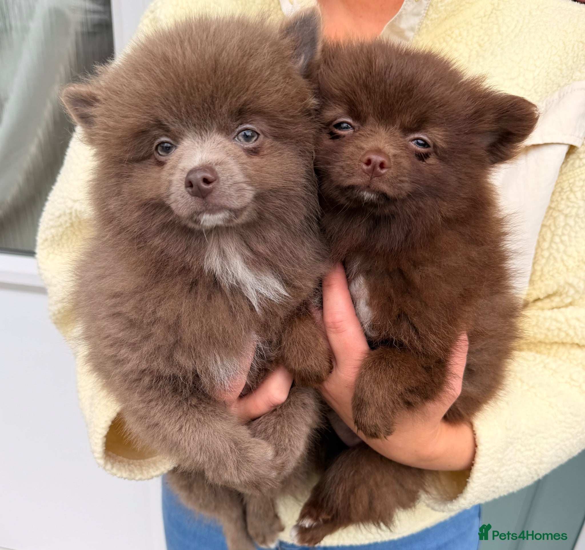 Pomchi dogs ❤️💙 Pomeranian Puppies 🐶  - Advert 1